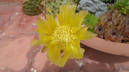 Opuntia phaeacantha