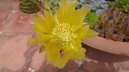 Opuntia phaeacantha