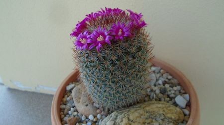 Mammillaria matudae