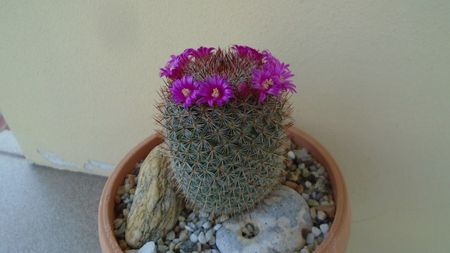 Mammillaria matudae