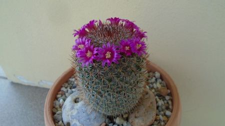 Mammillaria matudae