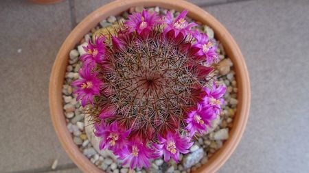 Mammillaria matudae