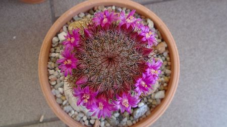 Mammillaria matudae