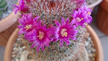 Mammillaria matudae