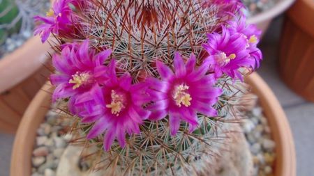 Mammillaria matudae