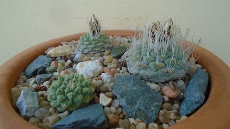 Grup de 4 Strombocactus; Str. disciformis
Str. disciformis ssp. jarmillae
Str. disciformis Vizarron	
Str. pulcherrimus (disciformis ssp. esperanzae)
