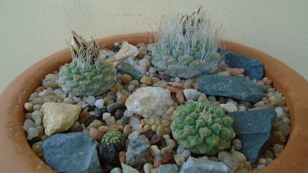 Grup de 4 Strombocactus; Str. disciformis
Str. disciformis ssp. jarmillae
Str. disciformis Vizarron	
Str. pulcherrimus (disciformis ssp. esperanzae)
