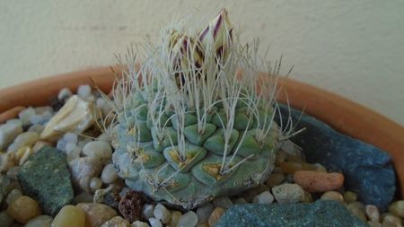 Strombocactus disciformis