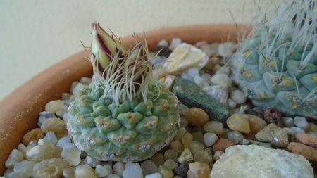 Strombocactus disciformis ssp. jarmillae, Jalpan Mx.