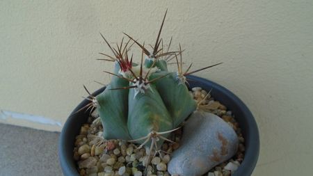 Echinocactus platyacanthus