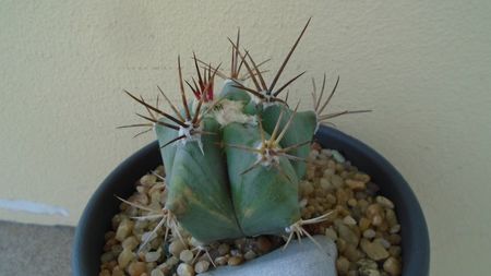 Echinocactus platyacanthus