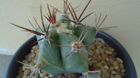 Echinocactus platyacanthus