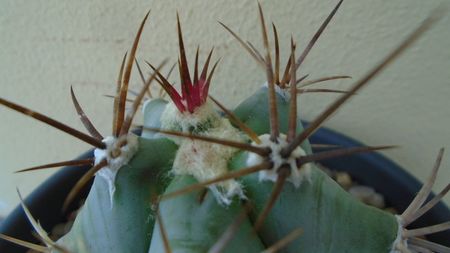 Echinocactus platyacanthus