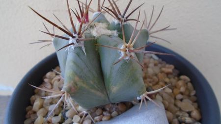 Echinocactus platyacanthus