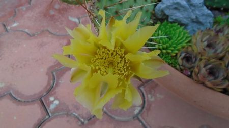 Opuntia phaeacantha