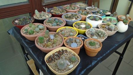 6 iun. 2020 - Gradinita de cactusi