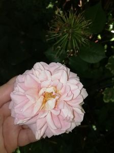 Abraham Darby