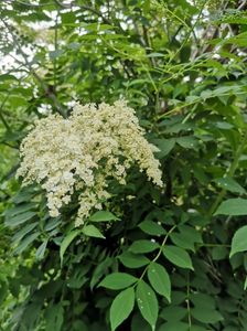 sorbaria tomentosa