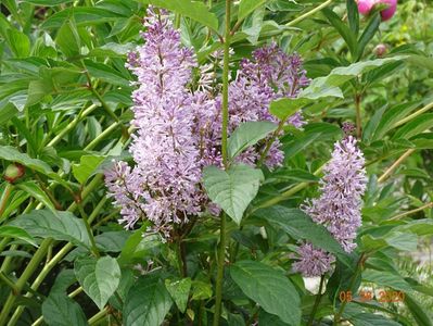 syringa Minuet