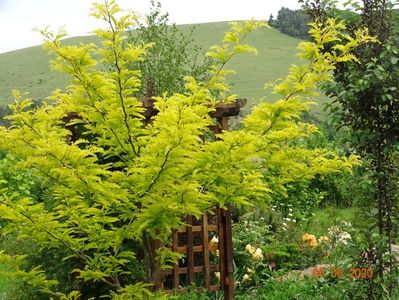 gleditsia Sunburst