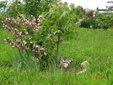 weigela florida