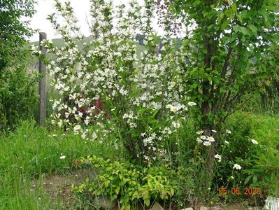 weigela candida