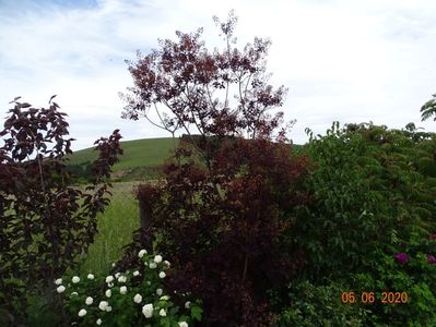 cotinus coggyria Royal Purple