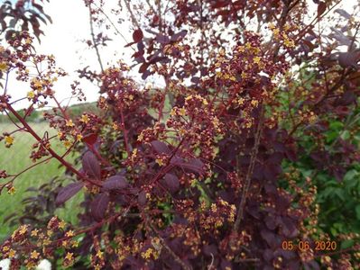 cotinus coggyria Royal Purple