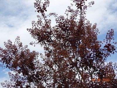 cotinus coggyria Royal Purple