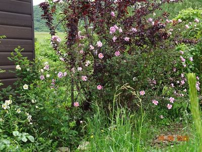 Burnet Irish Marbled