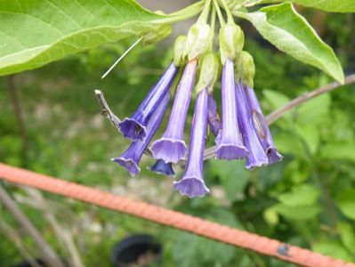 iochroma cyaneum