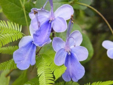 clerodendrum ugandese