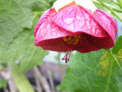 abutilon rosu