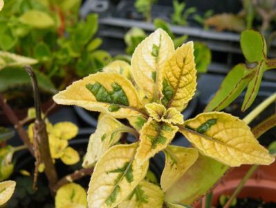 plectranthus lemon lime