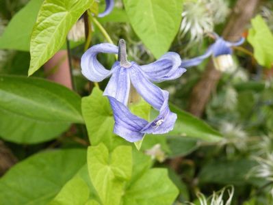 clematis integrifolia