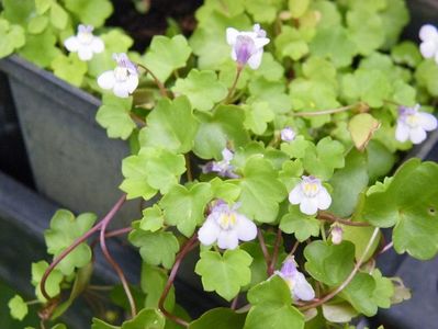 cymbalaria muralis