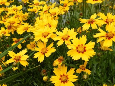 coreopsis