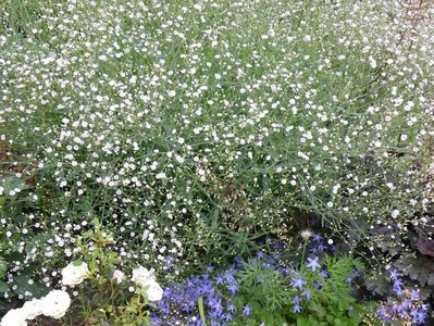 gypsophilla