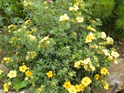 potentilla