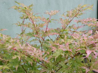 acer ukigomo