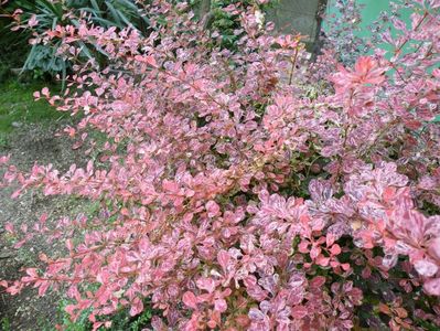 berberis harlequin