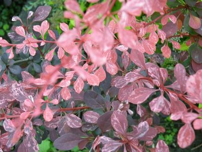 berberis pink queen