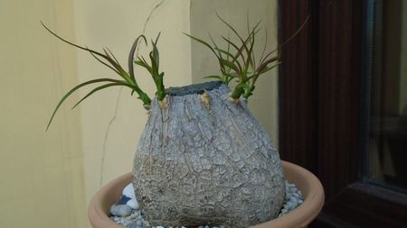 Beaucarnea recurvata