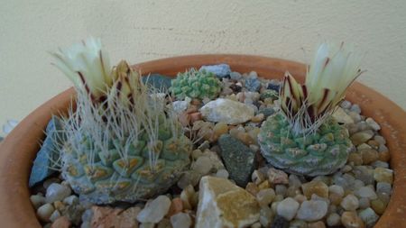 Strombocactus disciformis & Strombocactus disciformis ssp. jarmillae, Jalpan Mx.