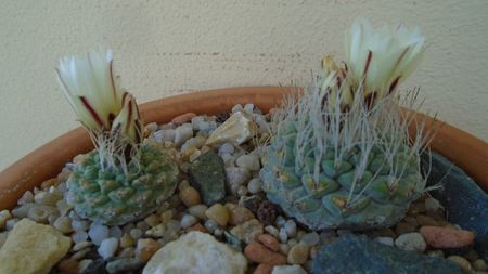 Strombocactus disciformis & Strombocactus disciformis ssp. jarmillae, Jalpan Mx.