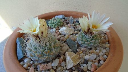 Strombocactus disciformis & Strombocactus disciformis ssp. jarmillae, Jalpan Mx.