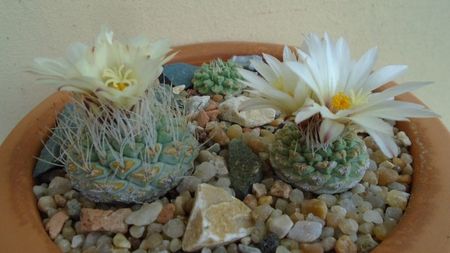 Strombocactus disciformis & Strombocactus disciformis ssp. jarmillae, Jalpan Mx.