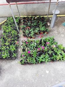 Dianthus paharele 5 ron, ghiv. Rot. 5 ron; Vinca minor ghiv rotunde 5 ron
