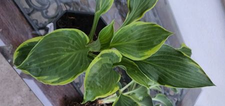 Hosta aureomarginata 25lei