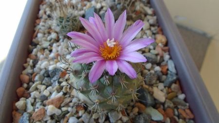 Turbinicarpus viereckii